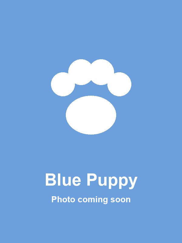 Blue Puppy party character for hire